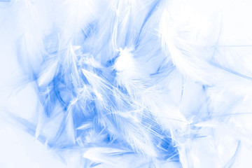 Beautiful abstract purple and blue feathers on white background and colorful soft white feather texture