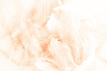 Obraz premium Beautiful abstract yellow and brown feathers on white background and colorful soft orange feather texture