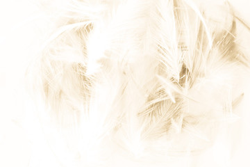 Beautiful abstract yellow and brown feathers on white background and colorful soft orange feather texture