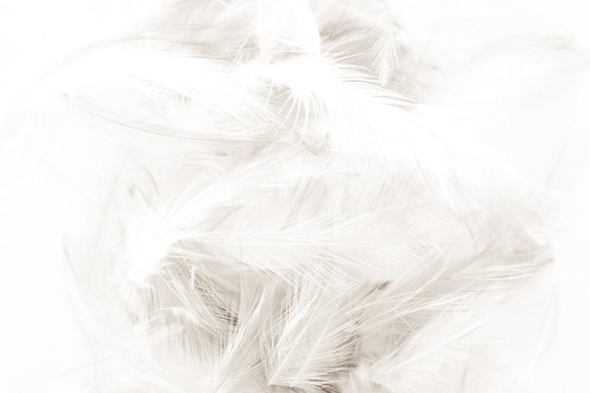 Beautiful abstract black and white feathers on white background and colorful soft gray feather texture © Weerayuth
