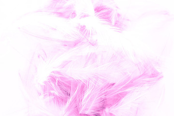 Fototapeta na wymiar Beautiful abstract blue and purple feathers on white background and colorful soft white pink feather texture