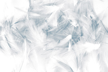 Beautiful abstract purple and blue feathers on white background and colorful soft white feather...