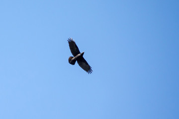 Rabenkrähe im Flug