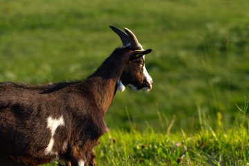 Ziege