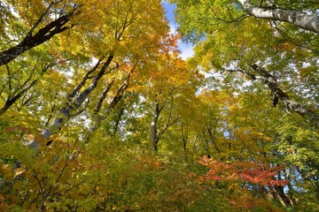 紅葉