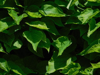 green leaves background