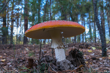 Amanita muscaria