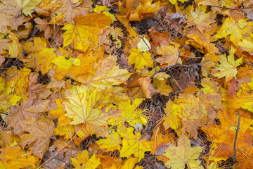 Fallen autumn leaves background