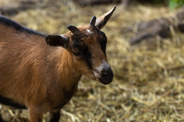 Ziege
