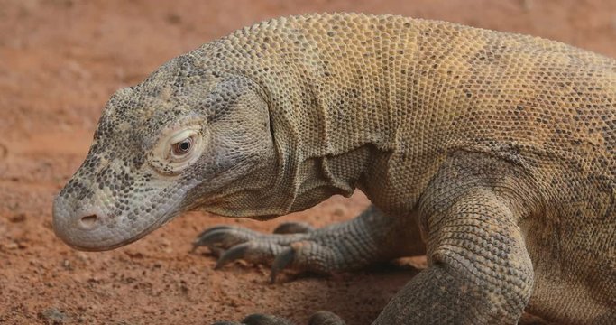 The Komodo dragon, (Varanus komodoensis), The Komodo monitor looking for food