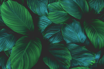 leaves of Spathiphyllum cannifolium, abstract green texture, nature background, tropical leaf