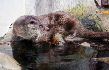 Otter.  It is a nimble and flexible beast, quite large, with a streamlined body shape. He's a fine...