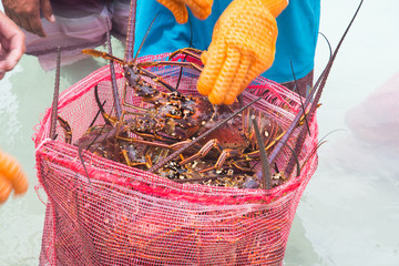 man putting lobster in sacks freshly caught spiny lobster during the regular season for harvesting ...