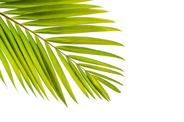 tropical coconut leaf isolated on white background, summer background