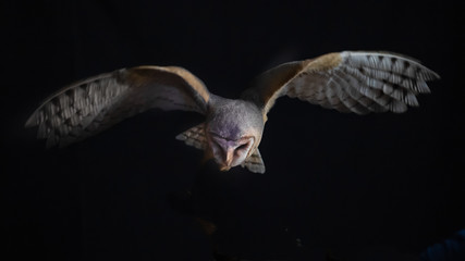 a barn owl in flight at night. It is hunting and looking down as it hovers over its prey and has its wings spread out