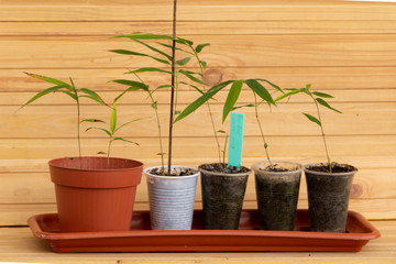 How to grow bamboo seedlings concept. Mosso bamboo