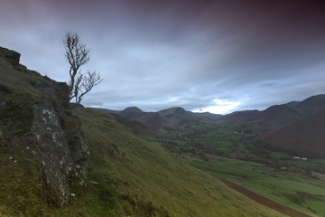 lone tree on side of hill