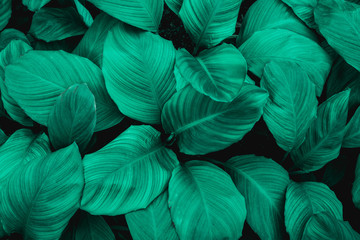 leaves of Spathiphyllum cannifolium, abstract green texture, nature background, tropical leaf