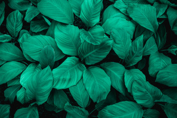 leaves of Spathiphyllum cannifolium, abstract green texture, nature background, tropical leaf