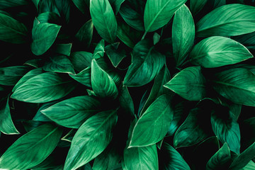 closeup nature view of green leaf in garden, dark tone nature background, tropical leaf