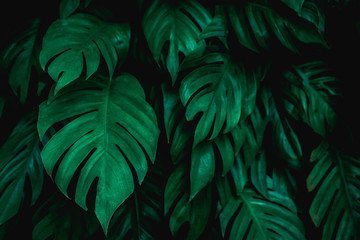 Naklejka na ściany i meble tropical jungle foliage, green nature background, green leaf