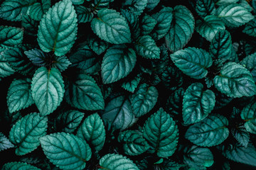 abstract green leaf texture, nature background, tropical leaf