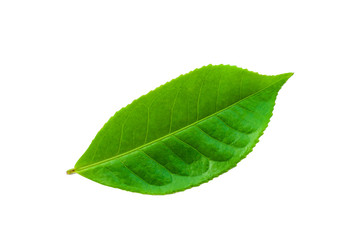 Fototapeta na wymiar green leaves isolated on white background, fresh green tea leaves 