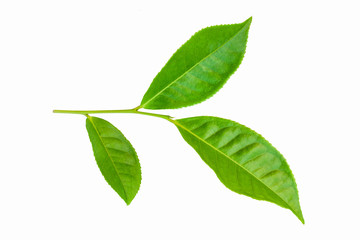 green leaves isolated on white background, fresh green tea leaves 