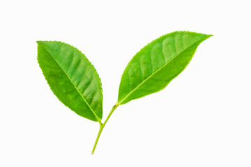 Naklejka na ściany i meble green leaves isolated on white background, fresh green tea leaves 