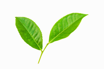 green leaves isolated on white background, fresh green tea leaves 