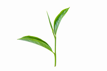 green leaves isolated on white background, fresh green tea leaves 