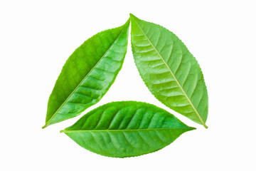 Obraz premium green leaves isolated on white background, fresh green tea leaves 