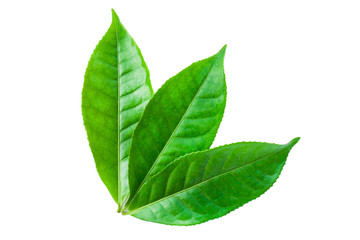 green leaves isolated on white background, fresh green tea leaves 