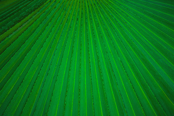 Obraz premium tropical palm leaf and shadow, abstract natural green background, dark blue tone