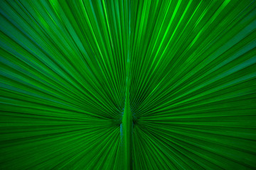 Obraz premium tropical palm leaf and shadow, abstract natural green background, dark blue tone