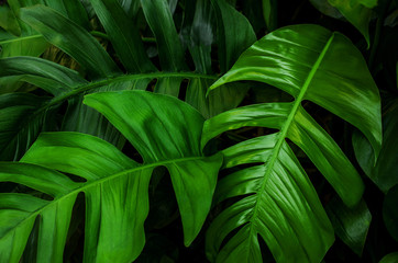 green monstera leaf background, tropical leaf, abstract green leaf texture