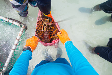 man putting lobster in sacks freshly caught spiny lobster during the regular season for harvesting ...