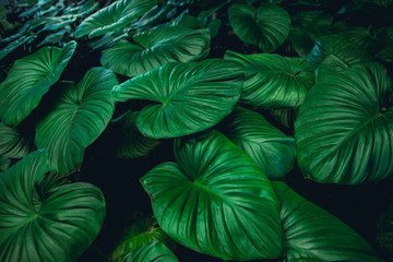 Naklejka na ściany i meble tropical leaves, abstract green leaves texture, nature background