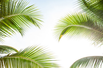 Naklejka premium leaves of coconut isolated on white background