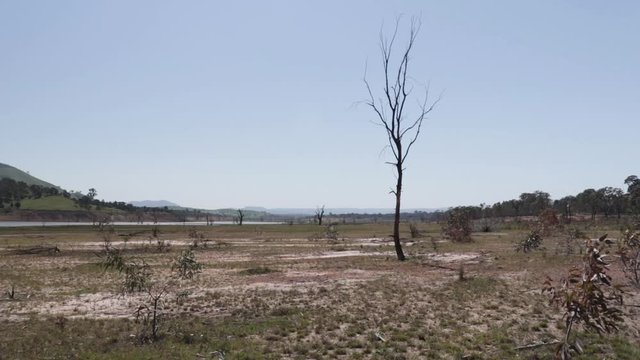 Dry, barron lake bed during summer, focus on a tall standing dead tree middle ground, lock down shot.