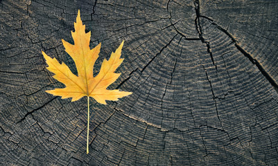 Maple leaf fallen on an old tree stump. Autumn background.