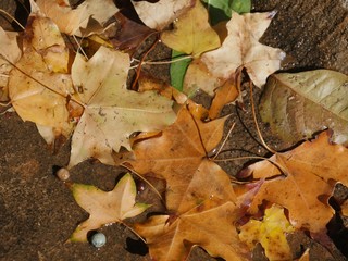 Rich brown and yellow fallen leaves of a maple tree