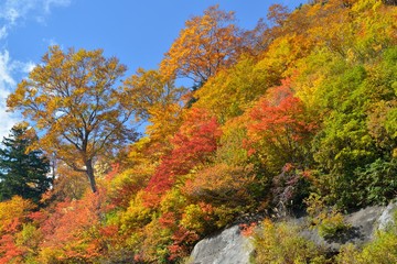 紅葉