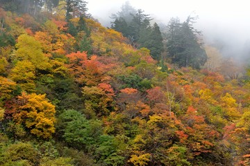 紅葉