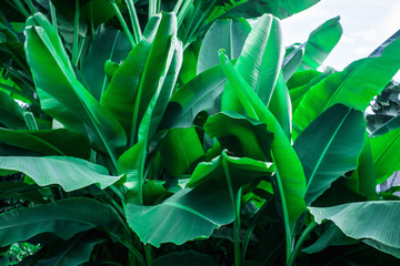 tropical banana leaf texture in garden, abstract green leaf, large palm foliage nature dark green background