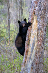 Black Bear Cub in spring, climbing large spruce tree. © rima15