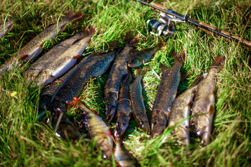 Big fish lie on the green grass. Fishing concept