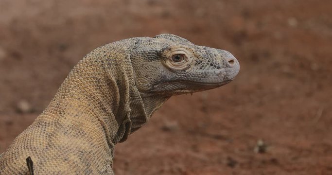 The Komodo dragon, (Varanus komodoensis), The Komodo monitor looking for food