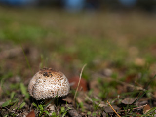 Mushroom photographed in a meadow.