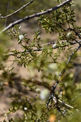 desert branch